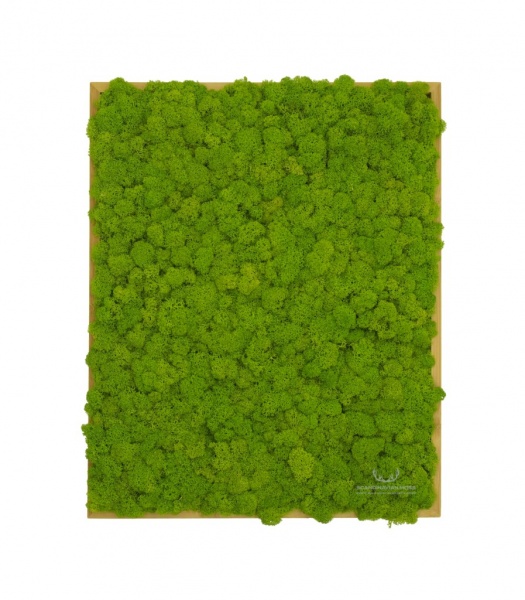 Painting - Wall Art made of spring green reindeer moss in a 50x40cm bamboo wood frame
